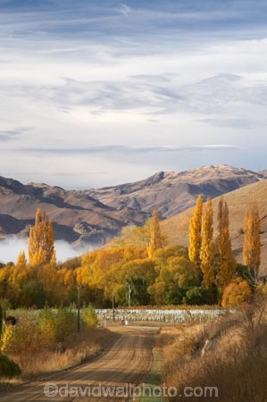 agricultural;agriculture;autuminal;autumn;autumn-colour;autumn-colours;autumnal;Central-Otago;central-otago-vineyard;central-otago-vineyards;central-otago-wineries;central-otago-winery;color;colors;colour;colours;country;countryside;crop;crops;cultivation;deciduous;fall;farm;farming;farmland;farms;field;fields;golden;grape;grapes;grapevine;horticulture;leaf;leaves;Lowburn;meadow;meadows;N.Z.;New-Zealand;NZ;Otago;paddock;paddocks;pasture;pastures;poplar;poplar-tree;poplar-trees;poplars;row;rows;rural;S.I.;season;seasonal;seasons;SI;South-Island;tree;trees;vine;vines;vineyard;vineyards;vintage;wineage;wineries;winery;wines;yellow
