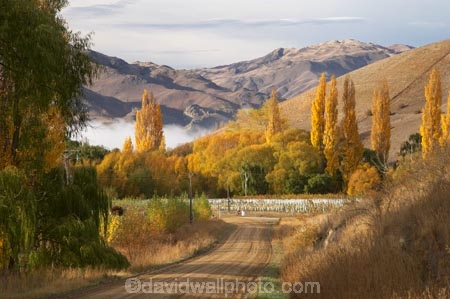 agricultural;agriculture;autuminal;autumn;autumn-colour;autumn-colours;autumnal;Central-Otago;central-otago-vineyard;central-otago-vineyards;central-otago-wineries;central-otago-winery;color;colors;colour;colours;country;countryside;crop;crops;cultivation;deciduous;fall;farm;farming;farmland;farms;field;fields;grape;grapes;grapevine;horticulture;leaf;leaves;Lowburn;meadow;meadows;N.Z.;new-zealand;NZ;Otago;paddock;paddocks;pasture;pastures;poplar;poplar-tree;poplar-trees;poplars;row;rows;rural;S.I.;season;seasonal;seasons;SI;south-island;tree;trees;vine;vines;vineyard;vineyards;vintage;wineage;wineries;winery;wines