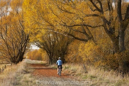 adventure;autuminal;autumn;autumn-colour;autumn-colours;autumnal;avenue;avenues;bicycle;bicycles;bike;biker;bikes;Central-Otago;Central-Otago-Rail-Trail;color;colors;colour;colours;cycle;cycle-track;cycler;cyclers;cycles;cycling-track;cyclist;cyclists;deciduous;fall;golden;Ida-Valley;leaf;leaves;Maniototo;mountain-bike;mountain-bike-track;mountain-biker;mountain-bikers;mountain-bikes;mtn-bike;mtn-biker;mtn-bikers;mtn-bikes;N.Z.;New-Zealand;NZ;Otago;Otago-Central-Rail-Trail;Oturehua;push-bike;push-bikes;push_bike;push_bikes;pushbike;pushbikes;rail-trail;rail-trails;S.I.;scenic;season;seasonal;seasons;SI;South-Island;sports;tourism;track;tracks;tree;trees;willow;willow-tree;willow-trees;willows;yellow