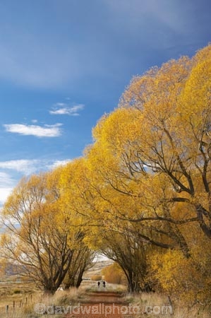 adventure;autuminal;autumn;autumn-colour;autumn-colours;autumnal;avenue;avenues;bicycle;bicycles;bike;biker;bikes;Central-Otago;Central-Otago-Rail-Trail;color;colors;colour;colours;cycle;cycle-track;cycler;cyclers;cycles;cycling-track;cyclist;cyclists;deciduous;fall;golden;Ida-Valley;leaf;leaves;Maniototo;mountain-bike;mountain-bike-track;mountain-biker;mountain-bikers;mountain-bikes;mtn-bike;mtn-biker;mtn-bikers;mtn-bikes;N.Z.;New-Zealand;NZ;Otago;Otago-Central-Rail-Trail;Oturehua;push-bike;push-bikes;push_bike;push_bikes;pushbike;pushbikes;rail-trail;rail-trails;S.I.;scenic;season;seasonal;seasons;SI;South-Island;sports;tourism;track;tracks;tree;trees;willow;willow-tree;willow-trees;willows;yellow
