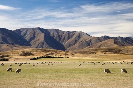 agricultural;agriculture;Central-Otago;country;countryside;farm;farming;farmland;farms;field;fields;Hawkdun-Range;Ida-Range;Ida-Valley;livestock;Maniototo;meadow;meadows;N.Z.;New-Zealand;NZ;Otago;paddock;paddocks;pasture;pastures;rural;S.I.;sheep;SI;South-Island;stock