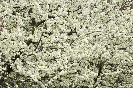 bloom;blooming;blooms;blossom;blossoming;blossoms;Central-Otago;country;countryside;crop;crops;farm;farming;farmland;farms;field;flower;flowers;fresh;fruit;fruit-tree;fruit-trees;grow;growth;horticulture;N.Z.;New-Zealand;NZ;orchard;orchards;Otago;renew;row;rows;rural;S.I.;season;seasonal;seasons;SI;South-Is.;South-Island;spring;springtime;tree;trees;white;white-blossom