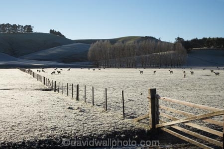 agricultural;agriculture;Central-Otago;cold;country;countryside;early-light;farm;farming;farmland;farms;fence;fence-line;fence-lines;fence_line;fence_lines;fenceline;fencelines;fences;field;fields;freeze;freezing;frost;frosty;gate;gates;gateway;gateways;icy;meadow;meadows;N.Z.;New-Zealand;NZ;Otago;paddock;paddocks;pasture;pastures;rural;S.I.;season;seasonal;seasons;sheep;SI;South-Is.;South-Island;Waitahuna;weather;white;winter;wintery