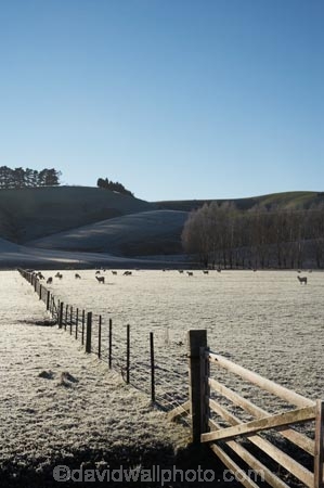 agricultural;agriculture;Central-Otago;cold;country;countryside;early-light;farm;farming;farmland;farms;fence;fence-line;fence-lines;fence_line;fence_lines;fenceline;fencelines;fences;field;fields;freeze;freezing;frost;frosty;gate;gates;gateway;gateways;icy;meadow;meadows;N.Z.;New-Zealand;NZ;Otago;paddock;paddocks;pasture;pastures;rural;S.I.;season;seasonal;seasons;sheep;SI;South-Is.;South-Island;Waitahuna;weather;white;winter;wintery