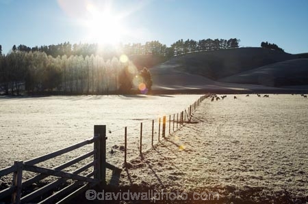 agricultural;agriculture;Central-Otago;cold;country;countryside;early-light;farm;farming;farmland;farms;fence;fence-line;fence-lines;fence_line;fence_lines;fenceline;fencelines;fences;field;fields;freeze;freezing;frost;frosty;gate;gates;gateway;gateways;icy;meadow;meadows;N.Z.;New-Zealand;NZ;Otago;paddock;paddocks;pasture;pastures;rural;S.I.;season;seasonal;seasons;sheep;SI;South-Is.;South-Island;sunrise;Waitahuna;weather;white;winter;wintery