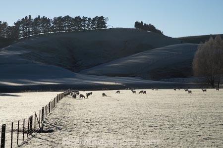 agricultural;agriculture;Central-Otago;cold;country;countryside;early-light;farm;farming;farmland;farms;fence;fence-line;fence-lines;fence_line;fence_lines;fenceline;fencelines;fences;field;fields;freeze;freezing;frost;frosty;icy;meadow;meadows;N.Z.;New-Zealand;NZ;Otago;paddock;paddocks;pasture;pastures;rural;S.I.;season;seasonal;seasons;sheep;SI;South-Is.;South-Island;Waitahuna;weather;white;winter;wintery