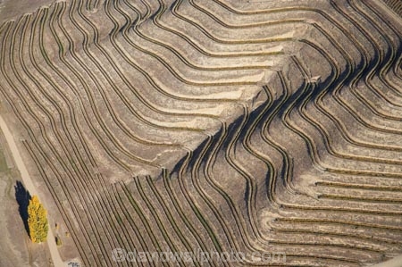 45-degrees-south;aerial;aerial-photo;aerial-photograph;aerial-photographs;aerial-photography;aerial-photos;aerial-view;aerial-views;aerials;agricultural;agriculture;Central-Otago;central-otago-vineyard;central-otago-vineyards;central-otago-wineries;central-otago-winery;contour;contours;country;countryside;crop;crops;cultivation;farm;farming;farmland;farms;field;fields;grape;grapes;grapevine;hill;hills;hillside;hillsides;horticulture;N.Z.;New-Zealand;NZ;Otago;pattern;patterns;poplar;poplar-tree;poplar-trees;poplars;row;rows;rural;S.I.;SI;slope;slopes;South-Is.;south-island;Sugarloaf;terrace;terraced;terraces;vine;vines;vineyard;vineyards;vintage;wineage;wineries;winery;wines