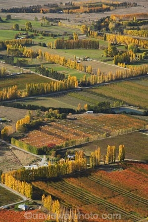 aerial;aerial-photo;aerial-photograph;aerial-photographs;aerial-photography;aerial-photos;aerial-view;aerial-views;aerials;agricultural;agriculture;Alexandra;autuminal;autumn;autumn-colour;autumn-colours;autumnal;Central-Otago;color;colors;colour;colours;country;countryside;crop;crops;deciduous;Earnscleugh;fall;farm;farming;farmland;farms;field;fields;fruit;fruit-tree;fruit-trees;horticulture;meadow;meadows;N.Z.;New-Zealand;NZ;orchard;orchards;Otago;paddock;paddocks;pasture;pastures;poplar;poplar-tree;poplar-trees;poplars;row;rows;rural;S.I.;season;seasonal;seasons;SI;South-Is.;South-Island;tree;trees