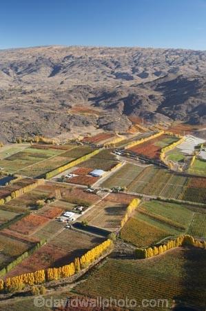 aerial;aerial-photo;aerial-photograph;aerial-photographs;aerial-photography;aerial-photos;aerial-view;aerial-views;aerials;agricultural;agriculture;Alexandra;autuminal;autumn;autumn-colour;autumn-colours;autumnal;Central-Otago;color;colors;colour;colours;country;countryside;crop;crops;deciduous;Earnscleugh;fall;farm;farming;farmland;farms;field;fields;fruit;fruit-tree;fruit-trees;horticulture;meadow;meadows;N.Z.;New-Zealand;NZ;Old-Man-Range;orchard;orchards;Otago;paddock;paddocks;pasture;pastures;poplar;poplar-tree;poplar-trees;poplars;row;rows;rural;S.I.;season;seasonal;seasons;SI;South-Is.;South-Island;tree;trees