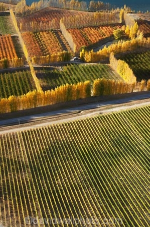 aerial;aerial-photo;aerial-photograph;aerial-photographs;aerial-photography;aerial-photos;aerial-view;aerial-views;aerials;agricultural;agriculture;autuminal;autumn;autumn-colour;autumn-colours;autumnal;Bannockburn;Central-Otago;central-otago-vineyard;central-otago-vineyards;central-otago-wineries;central-otago-winery;color;colors;colour;colours;country;countryside;Cromwell;crop;crops;cultivation;deciduous;fall;farm;farming;farmland;farms;field;fields;fruit;fruit-tree;fruit-trees;grape;grapes;grapevine;horticulture;Mount-Difficulty-Vineyard;Mount-Difficulty-Vineyards;Mount-Difficulty-Winery;Mount-Difficulty-Wines;Mt-Difficulty-Vineyard;Mt-Difficulty-Vineyards;Mt-Difficulty-Winery;Mt-Difficulty-Wines;Mt.-Difficulty-Vineyard;Mt.-Difficulty-Vineyards;Mt.-Difficulty-Winery;Mt.-Difficulty-Wines;N.Z.;new-zealand;NZ;orange;orchard;orchards;Otago;pattern;patterns;poplar;poplar-tree;poplar-trees;poplars;row;rows;rural;S.I.;season;seasonal;seasons;shape;shapes;SI;South-Is.;South-Island;tree;trees;vine;vines;vineyard;vineyards;vintage;wineage;wineries;winery;wines