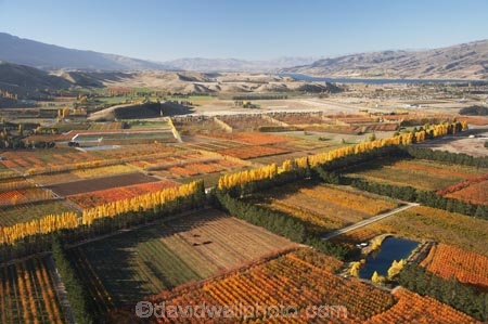 aerial;aerial-photo;aerial-photograph;aerial-photographs;aerial-photography;aerial-photos;aerial-view;aerial-views;aerials;autuminal;autumn;autumn-colour;autumn-colours;autumnal;Central-Otago;color;colors;colour;colours;country;countryside;Cromwell;crop;crops;deciduous;fall;farm;farming;farmland;farms;field;fruit;fruit-tree;fruit-trees;horticulture;irrigation-pond;irrigation-ponds;N.Z.;New-Zealand;NZ;orange;Orchard;orchards;Otago;pattern;patterns;pond;ponds;poplar;poplar-tree;Poplar-Trees;poplars;Ripponvale;row;rows;rural;S.I.;season;seasonal;seasons;shape;shapes;SI;South-Is.;South-Island;tree;trees