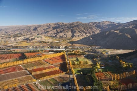 aerial;aerial-photo;aerial-photograph;aerial-photographs;aerial-photography;aerial-photos;aerial-view;aerial-views;aerials;autuminal;autumn;autumn-colour;autumn-colours;autumnal;Carrick-Range;Central-Otago;color;colors;colour;colours;country;countryside;Cromwell;crop;crops;deciduous;fall;farm;farming;farmland;farms;field;fruit;fruit-tree;fruit-trees;horticulture;N.Z.;New-Zealand;NZ;orchard;orchards;Otago;poplar;poplar-tree;poplar-trees;poplars;Ripponvale;row;rows;rural;S.I.;season;seasonal;seasons;SI;South-Is.;South-Island;tree;trees