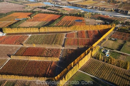 aerial;aerial-photo;aerial-photograph;aerial-photographs;aerial-photography;aerial-photos;aerial-view;aerial-views;aerials;autuminal;autumn;autumn-colour;autumn-colours;autumnal;Central-Otago;color;colors;colour;colours;country;countryside;Cromwell;crop;crops;deciduous;fall;farm;farming;farmland;farms;field;fruit;fruit-tree;fruit-trees;horticulture;N.Z.;New-Zealand;NZ;orange;Orchard;orchards;Otago;pattern;patterns;poplar;poplar-tree;Poplar-Trees;poplars;Ripponvale;row;rows;rural;S.I.;season;seasonal;seasons;shape;shapes;SI;South-Is.;South-Island;tree;trees