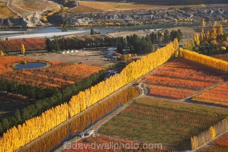 aerial;aerial-photo;aerial-photograph;aerial-photographs;aerial-photography;aerial-photos;aerial-view;aerial-views;aerials;autuminal;autumn;autumn-colour;autumn-colours;autumnal;Central-Otago;color;colors;colour;colours;country;countryside;Cromwell;crop;crops;deciduous;fall;farm;farming;farmland;farms;field;fruit;fruit-tree;fruit-trees;horticulture;irrigation-pond;irrigation-ponds;N.Z.;New-Zealand;NZ;orange;Orchard;orchards;Otago;pattern;patterns;pond;ponds;poplar;poplar-tree;Poplar-Trees;poplars;Ripponvale;row;rows;rural;S.I.;season;seasonal;seasons;shape;shapes;SI;South-Is.;South-Island;tree;trees