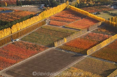 aerial;aerial-photo;aerial-photograph;aerial-photographs;aerial-photography;aerial-photos;aerial-view;aerial-views;aerials;autuminal;autumn;autumn-colour;autumn-colours;autumnal;Central-Otago;color;colors;colour;colours;country;countryside;Cromwell;crop;crops;deciduous;fall;farm;farming;farmland;farms;field;fruit;fruit-tree;fruit-trees;horticulture;N.Z.;New-Zealand;NZ;orange;Orchard;orchards;Otago;pattern;patterns;poplar;poplar-tree;Poplar-Trees;poplars;Ripponvale;row;rows;rural;S.I.;season;seasonal;seasons;shape;shapes;SI;South-Is.;South-Island;tree;trees