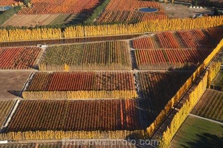 aerial;aerial-photo;aerial-photograph;aerial-photographs;aerial-photography;aerial-photos;aerial-view;aerial-views;aerials;autuminal;autumn;autumn-colour;autumn-colours;autumnal;Central-Otago;color;colors;colour;colours;country;countryside;Cromwell;crop;crops;deciduous;fall;farm;farming;farmland;farms;field;fruit;fruit-tree;fruit-trees;horticulture;N.Z.;New-Zealand;NZ;orange;Orchard;orchards;Otago;pattern;patterns;poplar;poplar-tree;Poplar-Trees;poplars;Ripponvale;row;rows;rural;S.I.;season;seasonal;seasons;shape;shapes;SI;South-Is.;South-Island;tree;trees
