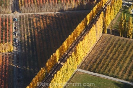 aerial;aerial-photo;aerial-photograph;aerial-photographs;aerial-photography;aerial-photos;aerial-view;aerial-views;aerials;autuminal;autumn;autumn-colour;autumn-colours;autumnal;Central-Otago;color;colors;colour;colours;country;countryside;Cromwell;crop;crops;deciduous;fall;farm;farming;farmland;farms;field;fruit;fruit-tree;fruit-trees;horticulture;N.Z.;New-Zealand;NZ;orange;Orchard;orchards;Otago;pattern;patterns;poplar;poplar-tree;Poplar-Trees;poplars;Ripponvale;row;rows;rural;S.I.;season;seasonal;seasons;shape;shapes;SI;South-Is.;South-Island;tree;trees