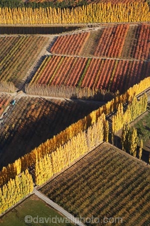 aerial;aerial-photo;aerial-photograph;aerial-photographs;aerial-photography;aerial-photos;aerial-view;aerial-views;aerials;autuminal;autumn;autumn-colour;autumn-colours;autumnal;Central-Otago;color;colors;colour;colours;country;countryside;Cromwell;crop;crops;deciduous;fall;farm;farming;farmland;farms;field;fruit;fruit-tree;fruit-trees;horticulture;N.Z.;New-Zealand;NZ;orange;Orchard;orchards;Otago;pattern;patterns;poplar;poplar-tree;Poplar-Trees;poplars;Ripponvale;row;rows;rural;S.I.;season;seasonal;seasons;shape;shapes;SI;South-Is.;South-Island;tree;trees