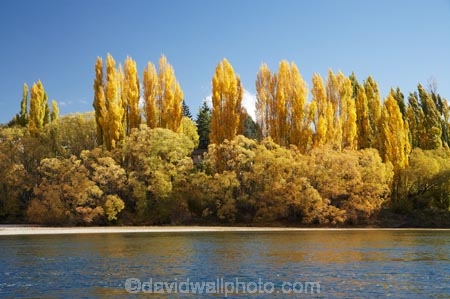 Alexandra;autuminal;autumn;autumn-colour;autumn-colours;autumnal;Central-Otago;Clutha-River;color;colors;colour;colours;deciduous;fall;golden;N.Z.;New-Zealand;NZ;Otago;poplar;poplar-tree;poplar-trees;poplars;river;rivers;S.I.;season;seasonal;seasons;SI;South-Is.;South-Island;tree;trees;willow;willow-tree;willow-trees;willows;yellow