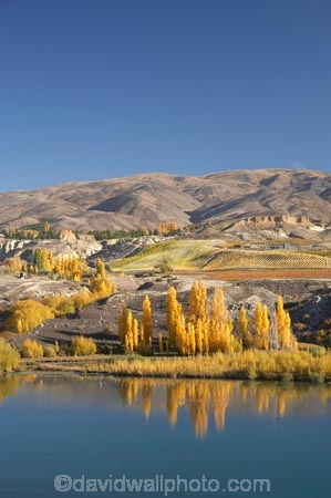 agricultural;agriculture;autuminal;autumn;autumn-colour;autumn-colours;autumnal;Bannockburn;calm;Carrick-Range;Central-Otago;central-otago-vineyard;central-otago-vineyards;central-otago-wineries;central-otago-winery;color;colors;colour;colours;country;countryside;crop;crops;cultivation;deciduous;fall;farm;farming;farmland;farms;field;fields;golden;grape;grapes;grapevine;horticulture;Kawarau-Arm;lake;Lake-Dunstan;lakes;N.Z.;near-Cromwell;New-Zealand;NZ;Otago;placid;poplar;poplar-tree;poplar-trees;poplars;quiet;reflection;reflections;row;rows;rural;S.I.;season;seasonal;seasons;serene;SI;smooth;South-Is.;South-Island;still;tranquil;tree;trees;vine;vines;vineyard;vineyards;vintage;water;wineage;wineries;winery;wines;yellow