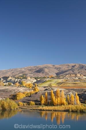 agricultural;agriculture;autuminal;autumn;autumn-colour;autumn-colours;autumnal;Bannockburn;calm;Carrick-Range;Central-Otago;central-otago-vineyard;central-otago-vineyards;central-otago-wineries;central-otago-winery;color;colors;colour;colours;country;countryside;crop;crops;cultivation;deciduous;fall;farm;farming;farmland;farms;field;fields;golden;grape;grapes;grapevine;horticulture;Kawarau-Arm;lake;Lake-Dunstan;lakes;N.Z.;near-Cromwell;New-Zealand;NZ;Otago;placid;poplar;poplar-tree;poplar-trees;poplars;quiet;reflection;reflections;row;rows;rural;S.I.;season;seasonal;seasons;serene;SI;smooth;South-Is.;South-Island;still;tranquil;tree;trees;vine;vines;vineyard;vineyards;vintage;water;wineage;wineries;winery;wines;yellow