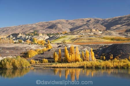 agricultural;agriculture;autuminal;autumn;autumn-colour;autumn-colours;autumnal;Bannockburn;calm;Carrick-Range;Central-Otago;central-otago-vineyard;central-otago-vineyards;central-otago-wineries;central-otago-winery;color;colors;colour;colours;country;countryside;crop;crops;cultivation;deciduous;fall;farm;farming;farmland;farms;field;fields;golden;grape;grapes;grapevine;horticulture;Kawarau-Arm;lake;Lake-Dunstan;lakes;N.Z.;near-Cromwell;New-Zealand;NZ;Otago;placid;poplar;poplar-tree;poplar-trees;poplars;quiet;reflection;reflections;row;rows;rural;S.I.;season;seasonal;seasons;serene;SI;smooth;South-Is.;South-Island;still;tranquil;tree;trees;vine;vines;vineyard;vineyards;vintage;water;wineage;wineries;winery;wines;yellow