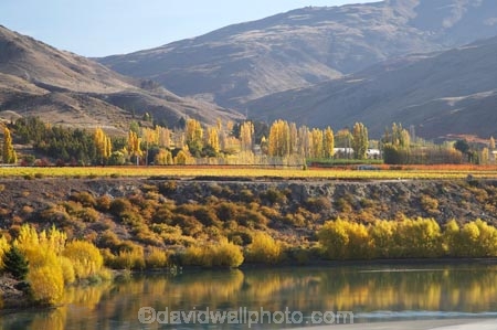 agricultural;agriculture;autuminal;autumn;autumn-colour;autumn-colours;autumnal;Bannockburn;calm;Carrick-Range;Central-Otago;central-otago-vineyard;central-otago-vineyards;central-otago-wineries;central-otago-winery;color;colors;colour;colours;country;countryside;crop;crops;cultivation;deciduous;fall;farm;farming;farmland;farms;field;fields;grape;grapes;grapevine;horticulture;Kawarau-Arm;lake;Lake-Dunstan;lakes;N.Z.;near-Cromwell;New-Zealand;NZ;Otago;placid;poplar;poplar-tree;poplar-trees;poplars;quiet;reflection;reflections;row;rows;rural;S.I.;season;seasonal;seasons;serene;SI;smooth;South-Is.;South-Island;still;tranquil;tree;trees;vine;vines;vineyard;vineyards;vintage;water;willow;willow-tree;willow-trees;willows;wineage;wineries;winery;wines