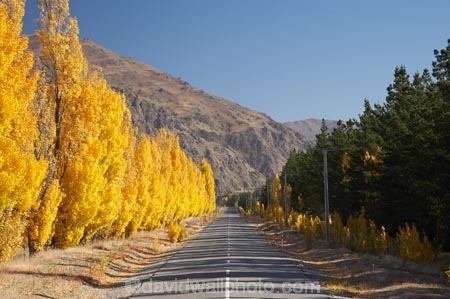 autuminal;autumn;autumn-colour;autumn-colours;autumnal;blue;Central-Otago;centre-line;centre-lines;centre_line;centre_lines;centreline;centrelines;color;colors;colour;colours;Cromwell;deciduous;driving;fall;golden;highway;highways;line;N.Z.;New-Zealand;NZ;open-road;open-roads;Otago;Pearson-Road;poplar;poplar-tree;poplar-trees;poplars;road;road-trip;roads;S.I.;season;seasonal;seasons;SI;South-Is.;South-Island;straight;transport;transportation;travel;traveling;travelling;tree;trees;trip;yellow