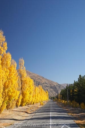 autuminal;autumn;autumn-colour;autumn-colours;autumnal;blue;Central-Otago;centre-line;centre-lines;centre_line;centre_lines;centreline;centrelines;color;colors;colour;colours;Cromwell;deciduous;driving;fall;golden;highway;highways;line;N.Z.;New-Zealand;NZ;open-road;open-roads;Otago;Pearson-Road;poplar;poplar-tree;poplar-trees;poplars;road;road-trip;roads;S.I.;season;seasonal;seasons;SI;South-Is.;South-Island;straight;transport;transportation;travel;traveling;travelling;tree;trees;trip;yellow