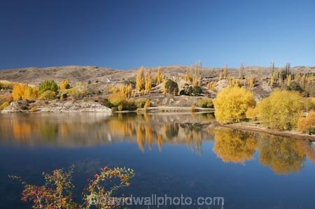 autuminal;autumn;autumn-colour;autumn-colours;autumnal;Bannockburn;Bannockburn-Inlet;briar-bush;briar-bushes;calm;Central-Otago;color;colors;colour;colours;deciduous;fall;Kawarau-Arm;lake;Lake-Dunstan;lakes;N.Z.;New-Zealand;NZ;Otago;placid;quiet;reflection;reflections;rose_hip;rose_hips;rosehip;rosehips;S.I.;season;seasonal;seasons;serene;SI;smooth;South-Is.;South-Island;still;tranquil;tree;trees;water;willow;willow-tree;willow-trees;willows