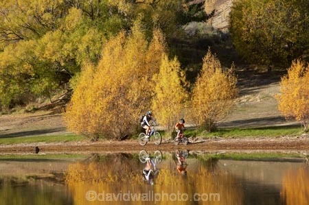 autuminal;autumn;autumn-colour;autumn-colours;autumnal;Bannockburn;Bannockburn-Inlet;bicycle;bicycles;bike;bikes;boy;boys;calm;Central-Otago;child;children;color;colors;colour;colours;cycle;cycler;cyclers;cycles;cyclist;cyclists;deciduous;fall;female;golden;Kawarau-Arm;kid;kids;lake;Lake-Dunstan;lakes;little-boy;little-boys;model-release;model-released;mother;mother-and-son;mothers;mountain-bike;mountain-biker;mountain-bikers;mountain-bikes;mtn-bike;mtn-biker;mtn-bikers;mtn-bikes;N.Z.;New-Zealand;NZ;Otago;outdoor;outdoors;people;person;placid;push-bike;push-bikes;push_bike;push_bikes;pushbike;pushbikes;quiet;recreation;reflection;reflections;S.I.;season;seasonal;seasons;serene;SI;smooth;son;sons;South-Is.;South-Island;still;tranquil;tree;trees;water;willow;willow-tree;willow-trees;willows;woman;yellow