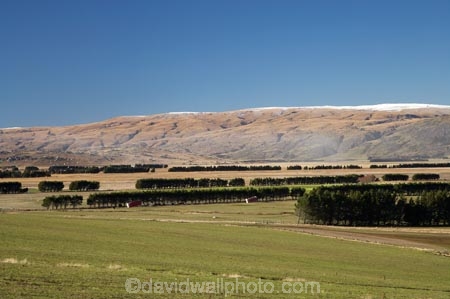 agricultural;agriculture;Central-Otago;Central-Otago-peneplain;country;countryside;farm;farming;farmland;farms;field;fields;Maniototo;meadow;meadows;N.Z.;New-Zealand;NZ;Otago-peneplain;paddock;paddocks;pasture;pastures;rural;S.I.;SI;South-Is.;South-Island;Taieri-Scroll-Plain;uiplands;upland