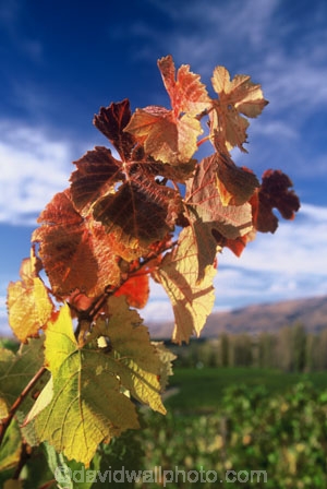 color;colour;crop;crops;cultivation;fall;farm;farming;farms;field;fields;grape;grapes;grapevine;horticulture;orange;red;rural;vine;vines;vineyard;vineyards;vintage;wine;wineries;winery;wines;yellow