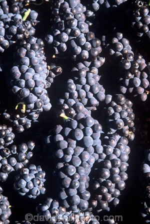 Central-Otago-vineyards;crop;crops;cultivation;grape;grapes;grapevine;harvest;harvested;harvesting;horticulture;red;rural;vine;vines;vineyard;vineyards;vintage;wine;wineries;winery;wines