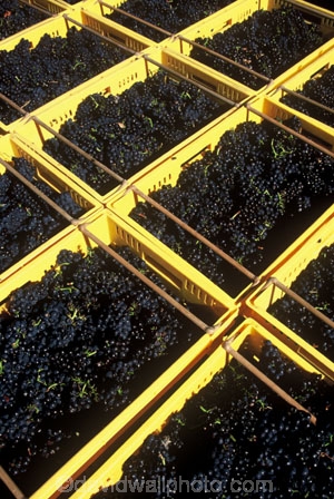 Central-Otago-vineyards;crop;crops;cultivation;grape;grapes;grapevine;harvest;harvested;harvesting;horticulture;pattern;patterns;rectangle;rectangles;red;rural;vine;vines;vineyard;vineyards;vintage;wine;wineries;winery;wines