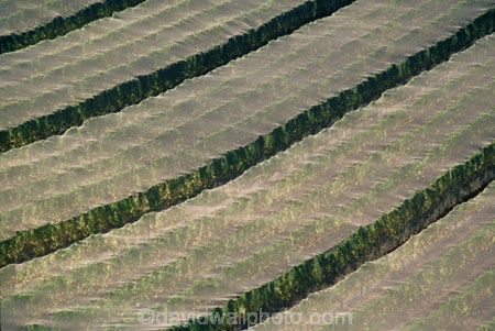 color;colors;colour;colours;crop;crops;cultivation;diagonal;diagonals;farm;farming;farms;field;fields;grape;grapes;grapevine;green;horticulture;net;nets;netting;row;rows;rural;vine;vines;vineyard;vineyards;vintage;wine;wineries;winery;wines