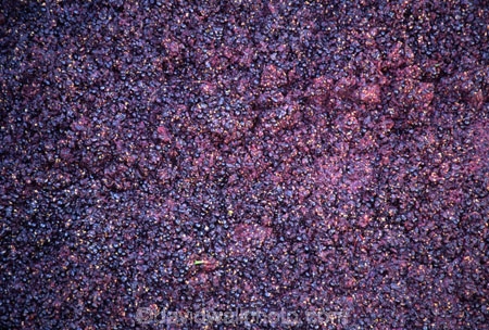 Central-Otago-vineyards;crop;crops;cultivation;grape;grapes;grapevine;harvest;harvested;harvesting;horticulture;red;rural;vine;vines;vineyard;vineyards;vintage;wine;wineries;winery;wines