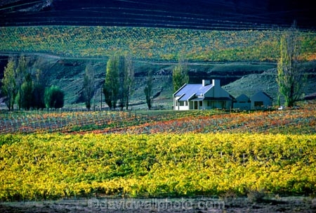 autumn;carrick;color;colors;colour;colours;crop;crops;cultivation;fall;farm;farming;farms;field;fields;grape;grapes;grapevine;horticulture;row;rows;rural;vine;vines;vineyard;vineyards;vintage;wine;wineries;winery;wines;yellow