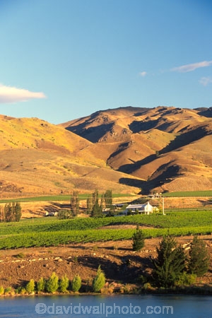 carrick;crop;crops;cultivation;farm;farming;farms;field;fields;grape;grapes;grapevine;horticulture;lakes;row;rows;rural;vine;vines;vineyard;vineyards;vintage;wine;wineries;winery;wines