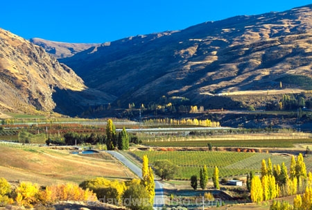autumn;color;colors;colours;crop;crops;cultivation;fall;farm;farming;farms;field;fields;grape;grapes;grapevine;horticulture;leaf;leaves;poplar;poplar-tree;poplar-trees;poplars;rural;tree;trees;vine;vines;vineyard;vineyards;vintage;wine;wineries;winery;wines;yellow
