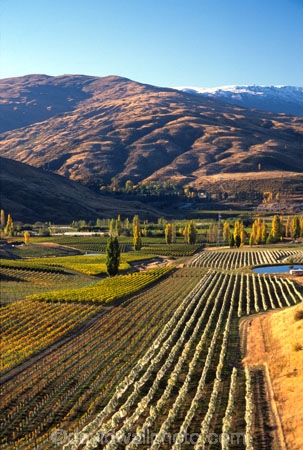 crop;crops;cultivation;farm;farming;farms;field;fields;grape;grapes;grapevine;horticulture;poplar;poplar-tree;poplar-trees;poplars;row;rows;rural;tree;trees;vine;vines;vineyard;vineyards;vintage;wine;wineries;winery;wines