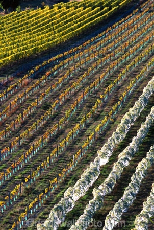 crop;crops;cultivation;farm;farming;farms;field;fields;grape;grapes;grapevine;horticulture;net;nets;row;rows;rural;vine;vines;vineyard;vineyards;vintage;wine;wineries;winery;wines