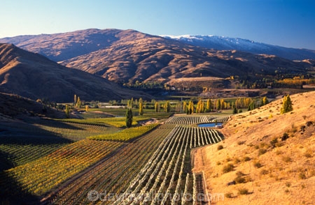 crop;crops;cultivation;farm;farming;farms;field;fields;grape;grapes;grapevine;horticulture;poplar;poplar-tree;poplar-trees;poplars;row;rows;rural;tree;trees;vine;vines;vineyard;vineyards;vintage;wine;wineries;winery;wines