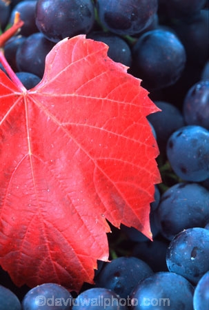 Central-Otago-vineyards;color;colors;colour;colours;crop;crops;cultivation;grape;grapes;grapevine;harvest;harvested;harvesting;horticulture;leaf;leaves;purple;red;rural;vine;vines;vineyard;vineyards;vintage;wine;wineries;winery;wines