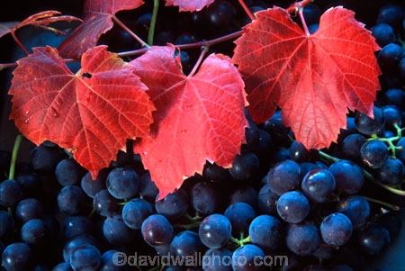 Central-Otago-vineyards;color;colors;colour;colours;crop;crops;cultivation;grape;grapes;grapevine;harvest;harvested;harvesting;horticulture;leaf;leaves;purple;red;rural;vine;vines;vineyard;vineyards;vintage;wine;wineries;winery;wines