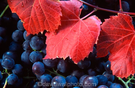 Central-Otago-vineyards;color;colors;colour;colours;crop;crops;cultivation;grape;grapes;grapevine;harvest;harvested;harvesting;horticulture;leaf;leaves;purple;red;rural;vine;vines;vineyard;vineyards;vintage;wine;wineries;winery;wines