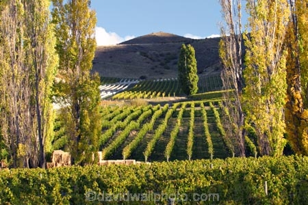agricultural;agriculture;autumn;Bannockburn;Central-Otago;country;countryside;crop;crops;cultivation;fall;farm;farming;farmland;farms;Felton-Road-Vineyard;field;fields;grape;grapes;grapevine;horticulture;New-Zealand;poplar;poplar-tree;poplar-trees;poplars;row;rows;rural;season;seasonal;seasons;South-Island;tree;trees;vine;vines;vineyard;vineyards;vintage;wine;wineries;winery;wines