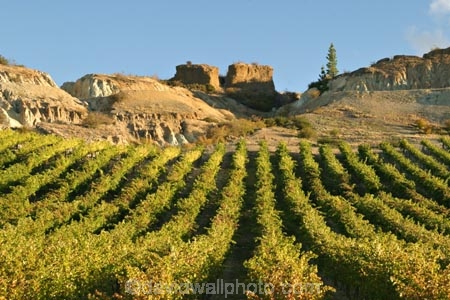 agricultural;agriculture;autumn;Bannockburn;bannockburn-tailings;Central-Otago;country;countryside;crop;crops;cultivation;fall;farm;farming;farmland;farms;field;fields;gold-fields;gold-rush;gold-tailings;gold-workings;grape;grapes;grapevine;historic;historical;horticulture;Mt-Difficulty-Vineyard;New-Zealand;row;rows;rural;season;seasonal;seasons;sluicing;sluicings;South-Island;tailings;vine;vines;vineyard;vineyards;vintage;wine;wineries;winery;wines