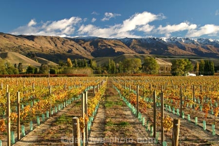 agricultural;agriculture;autumn;Central-Otago;country;countryside;Cromwell;crop;crops;cultivation;fall;farm;farming;farmland;farms;field;fields;golden;grape;grapes;grapevine;horticulture;mountain;New-Zealand;pisa-mountains;Pisa-Range;row;rows;rural;season;seasonal;seasons;South-Island;vine;vines;vineyard;vineyards;vintage;wine;wineries;winery;wines;Wooing-Tree-Vineyard;yellow