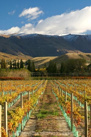 agricultural;agriculture;autumn;Central-Otago;country;countryside;Cromwell;crop;crops;cultivation;fall;farm;farming;farmland;farms;field;fields;golden;grape;grapes;grapevine;horticulture;mountain;New-Zealand;pisa-mountains;Pisa-Range;row;rows;rural;season;seasonal;seasons;South-Island;vine;vines;vineyard;vineyards;vintage;wine;wineries;winery;wines;Wooing-Tree-Vineyard;yellow